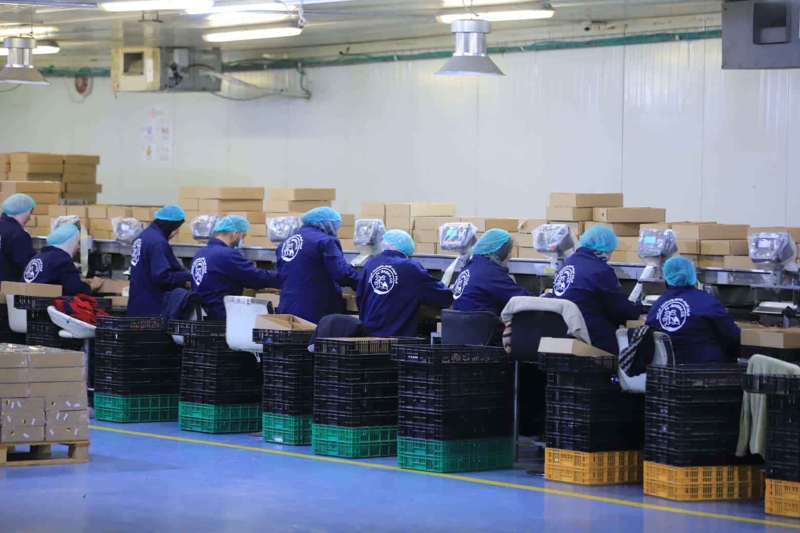 Date sorting and packing team in Palestine