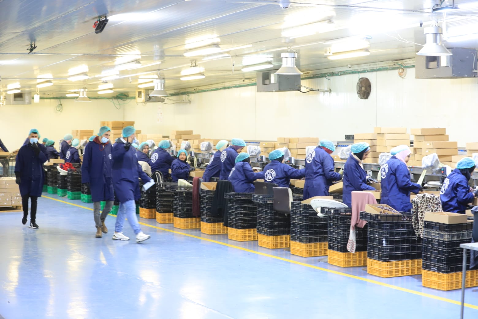 Date packing line in Palestine