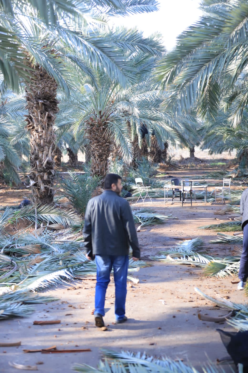 Palestinian date palm farm